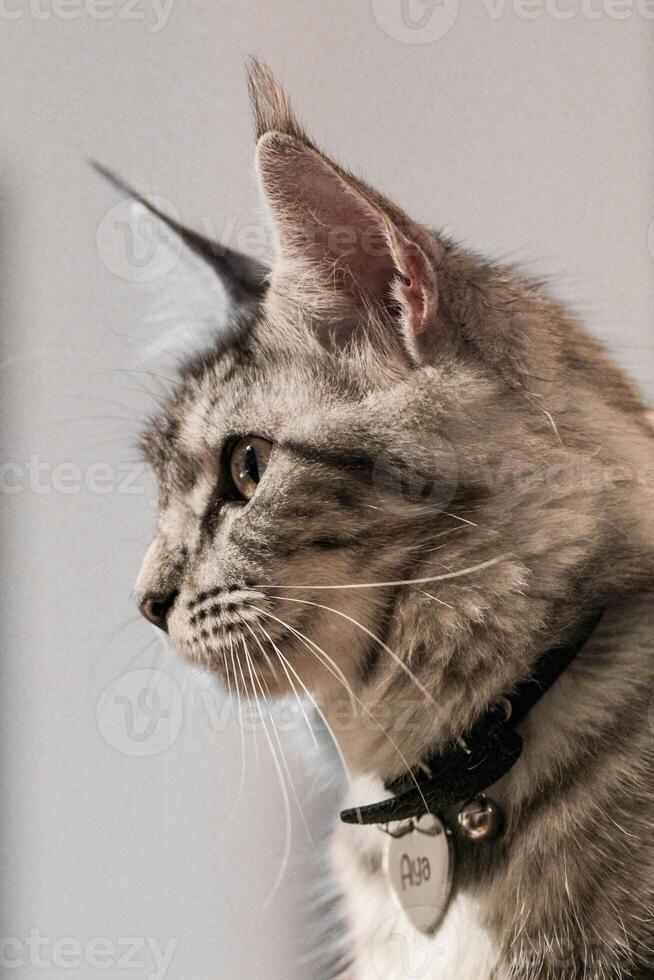 en karriär katt med en krage på dess nacke foto
