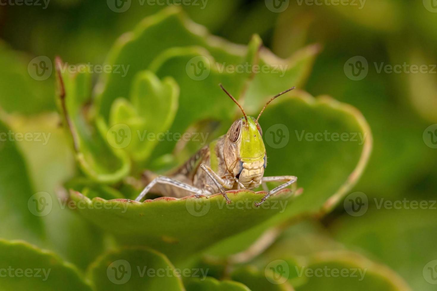 vuxen stridulerande snedvänd gräshoppa foto