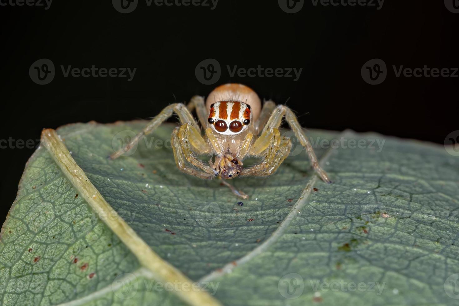 liten hoppande spindel foto