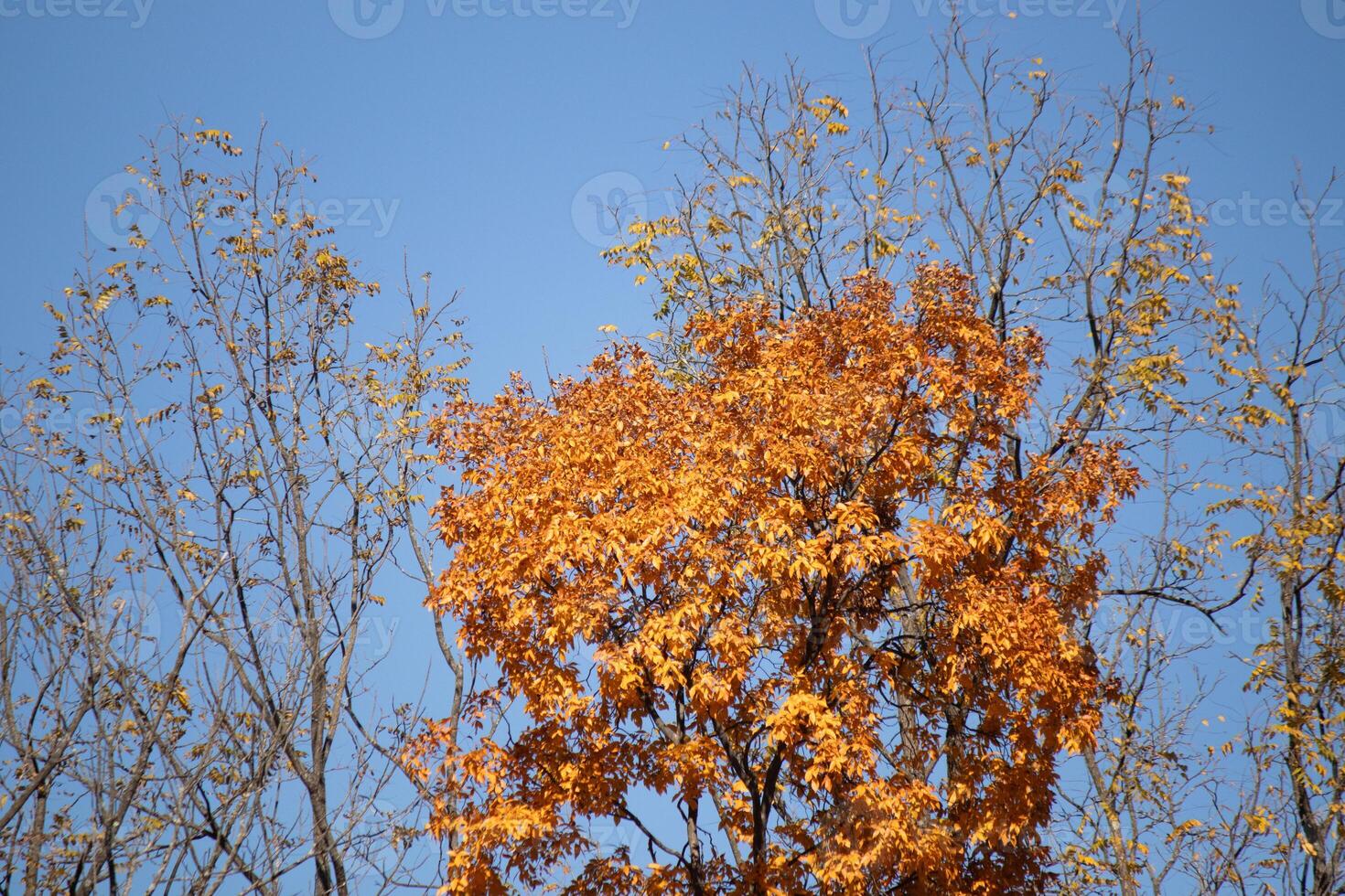 jag kärlek de se av dessa skön höst färger. de falla lövverk på dess topp. de orange, gul, och röd som visar de löv är handla om till släppa. en blå himmel kan vara sett i de bakgrund. foto