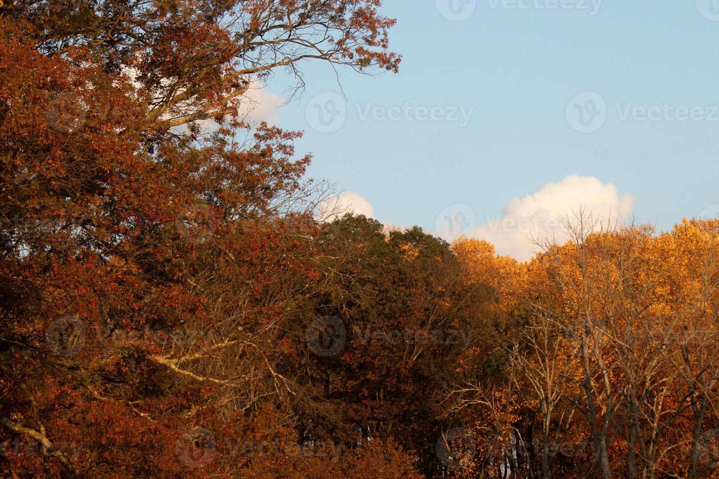 detta bild var tagen i de höst säsong. de falla lövverk är i topp Färg. de orange, brun, och gul nästan gör de träd se tycka om de är på brand. foto