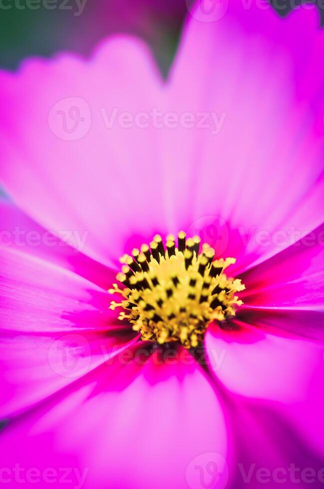 rosa kosmos blomma i de trädgård med himmel i de bakgrund. foto