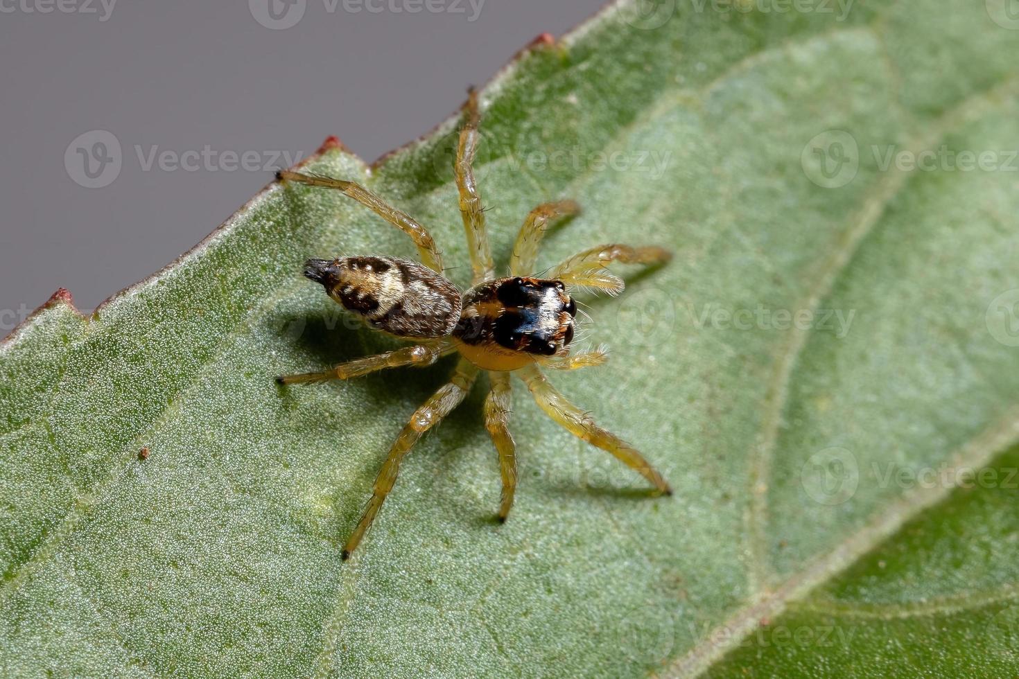 liten hoppande spindel foto