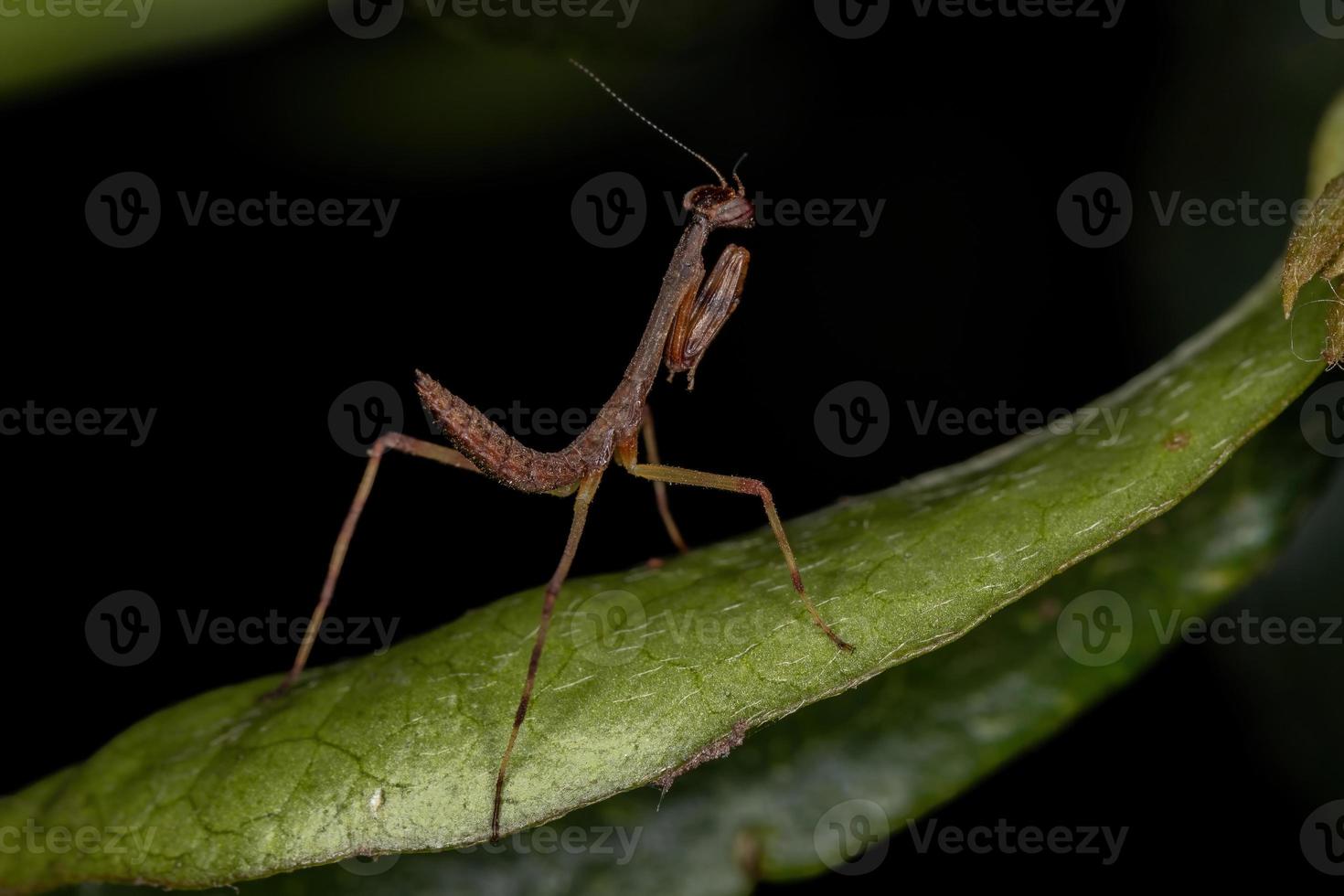 liten mantid nymf foto