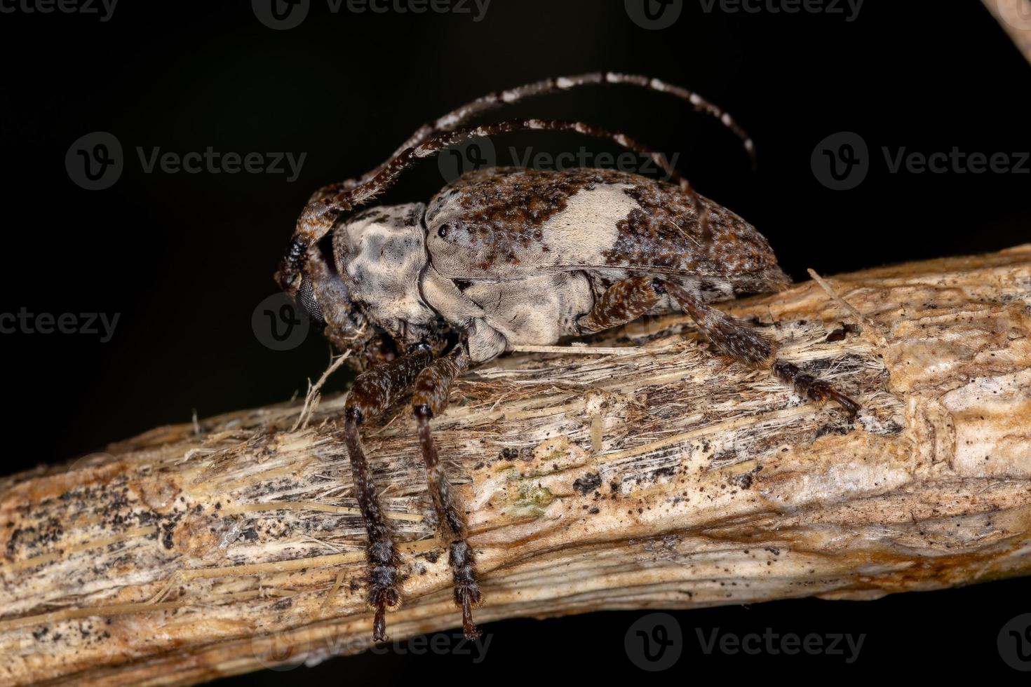 vuxen platt-faced longhorn skalbagge foto