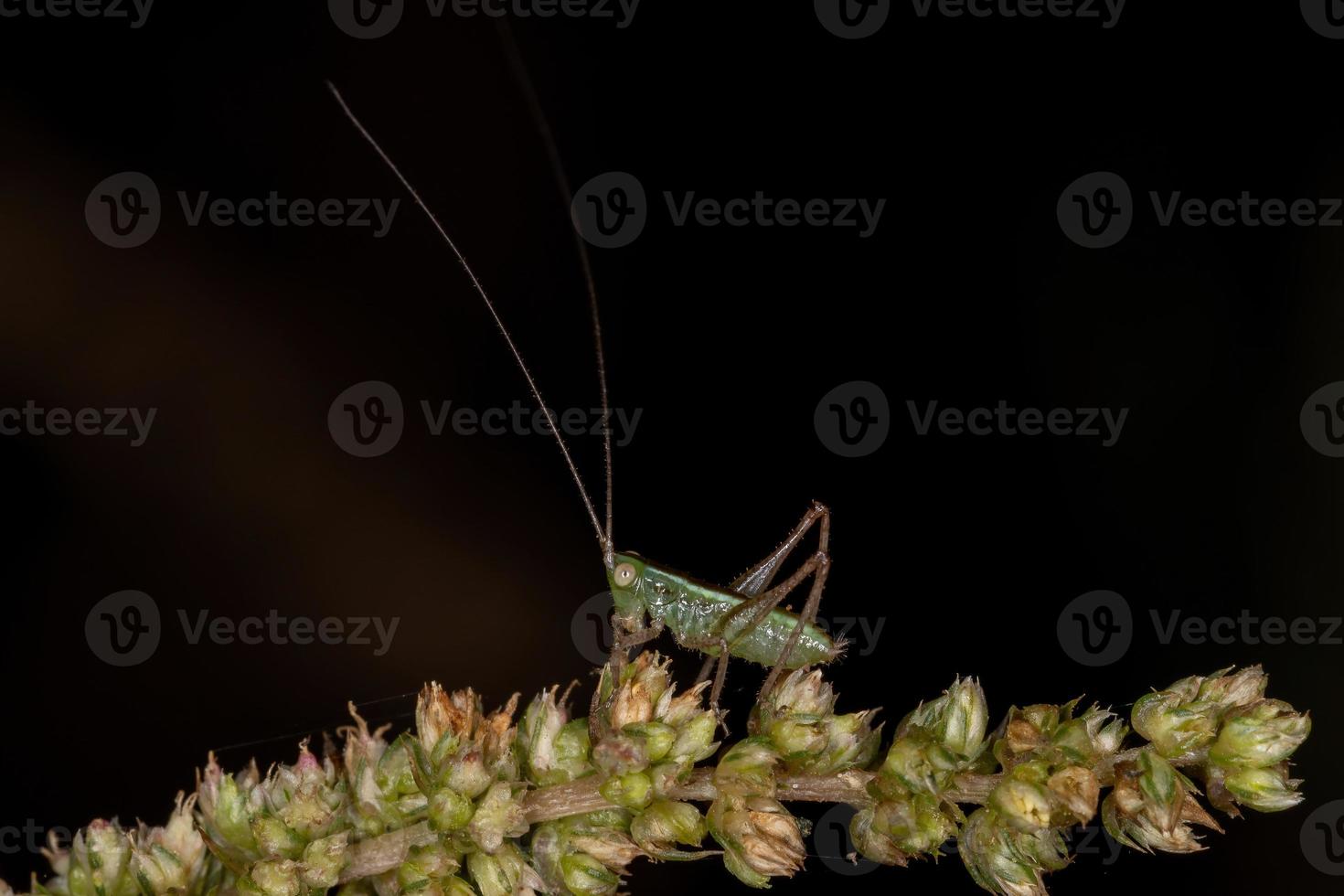 liten vanlig äng katydid nymf foto