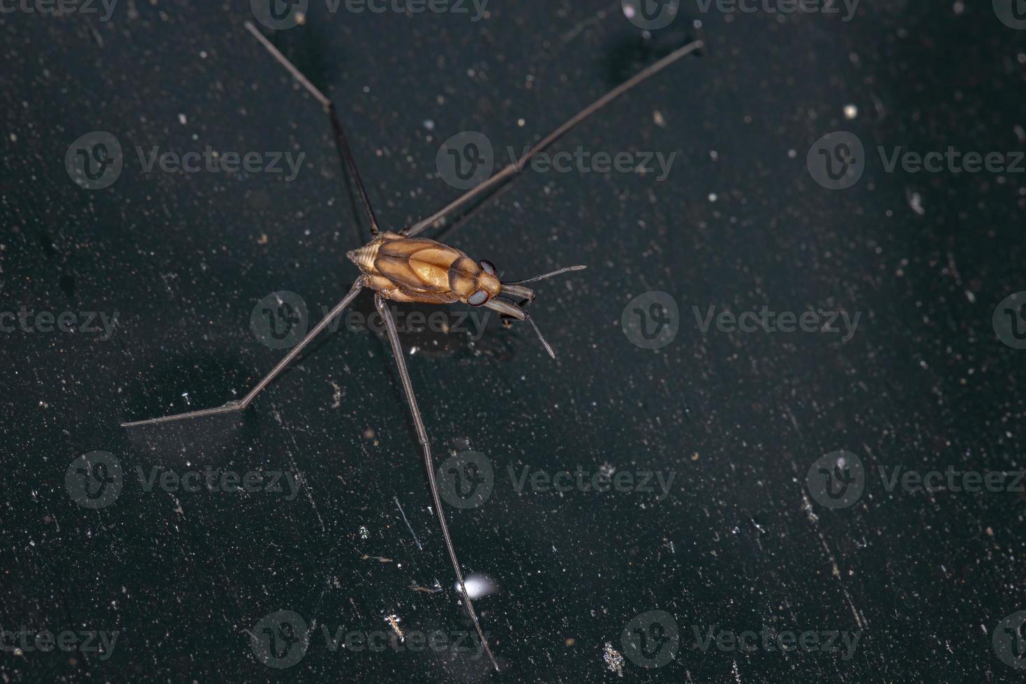 vatten strider insekt foto