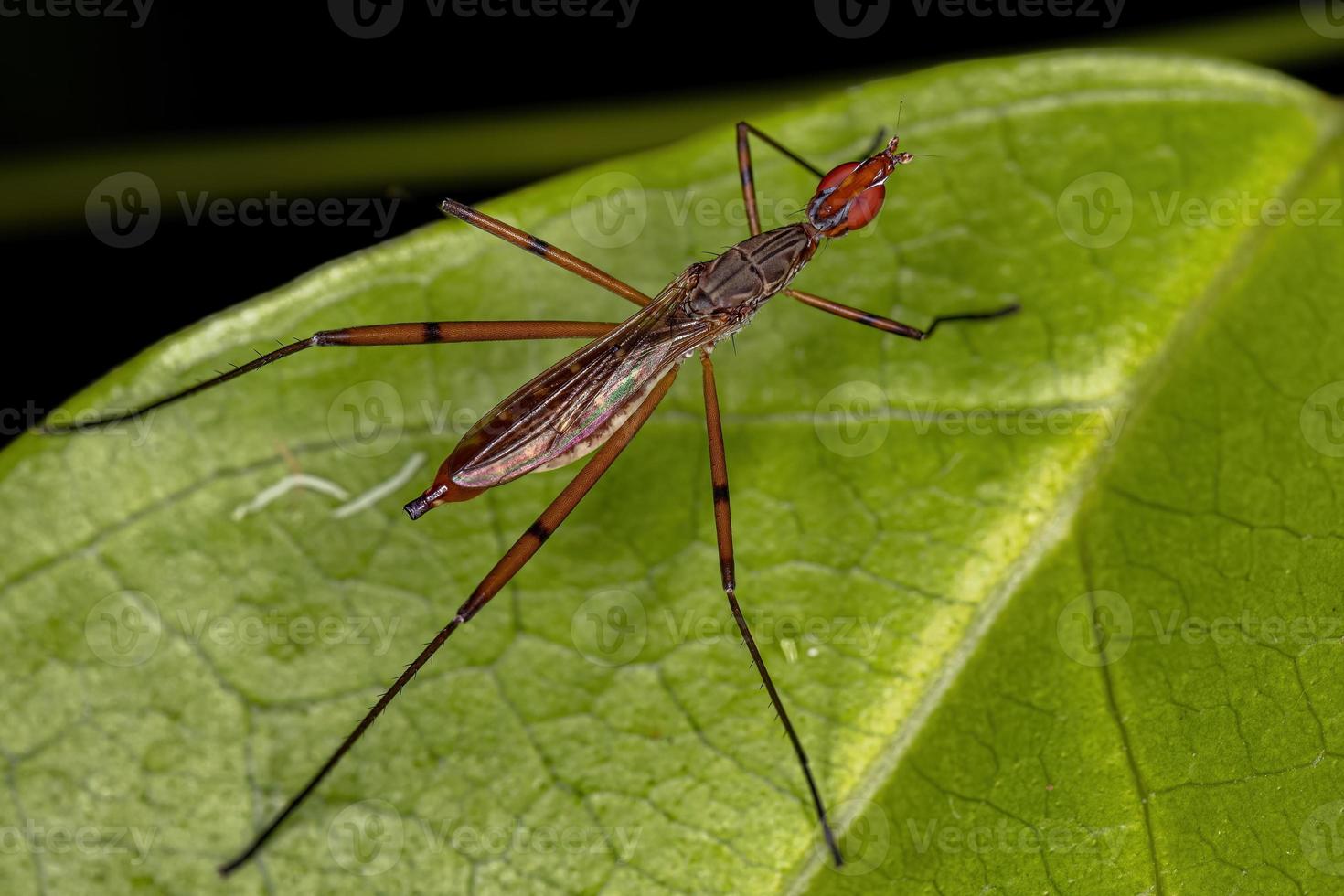 vuxen stilt-legged fluga foto