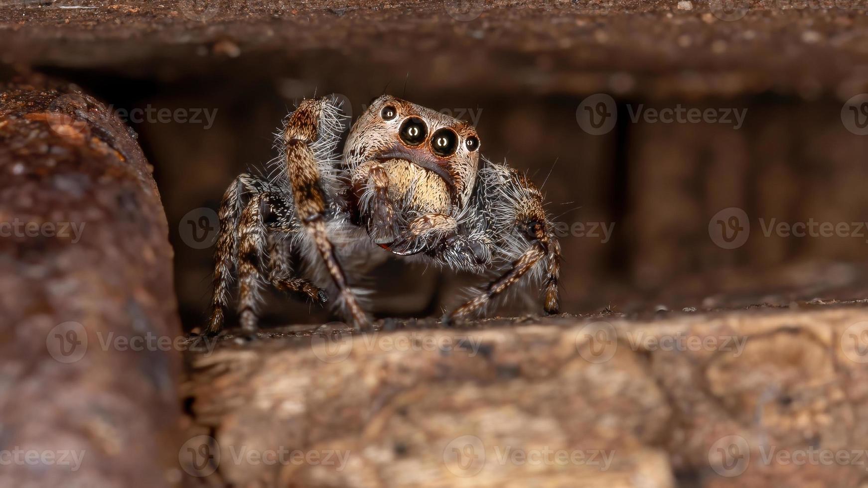 manlig hoppspindel foto