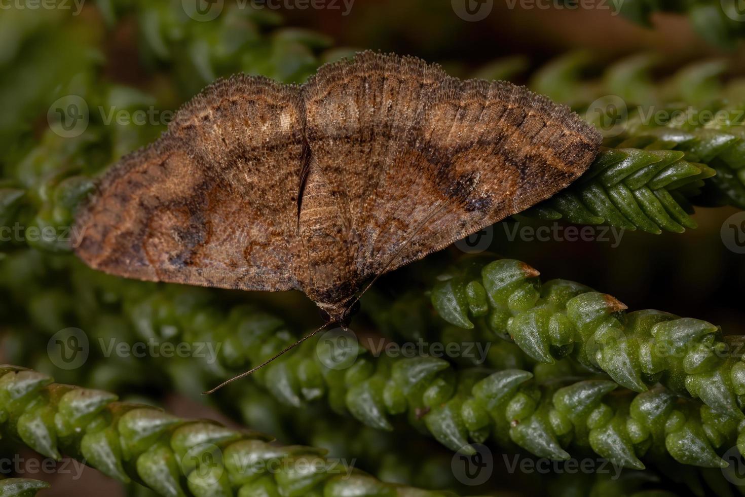 vuxen underwing mal i en växt foto