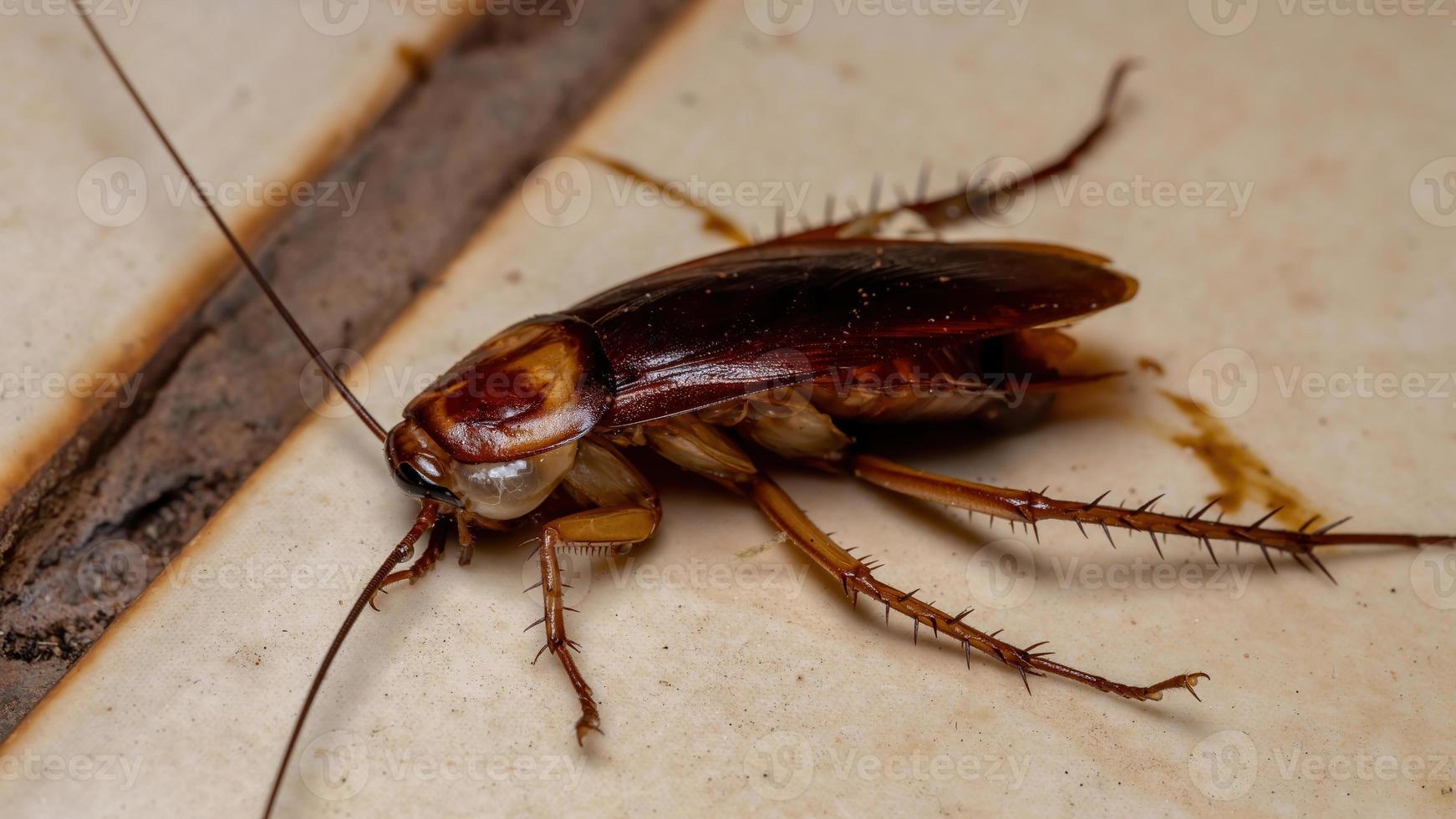 död amerikansk kackerlacka foto