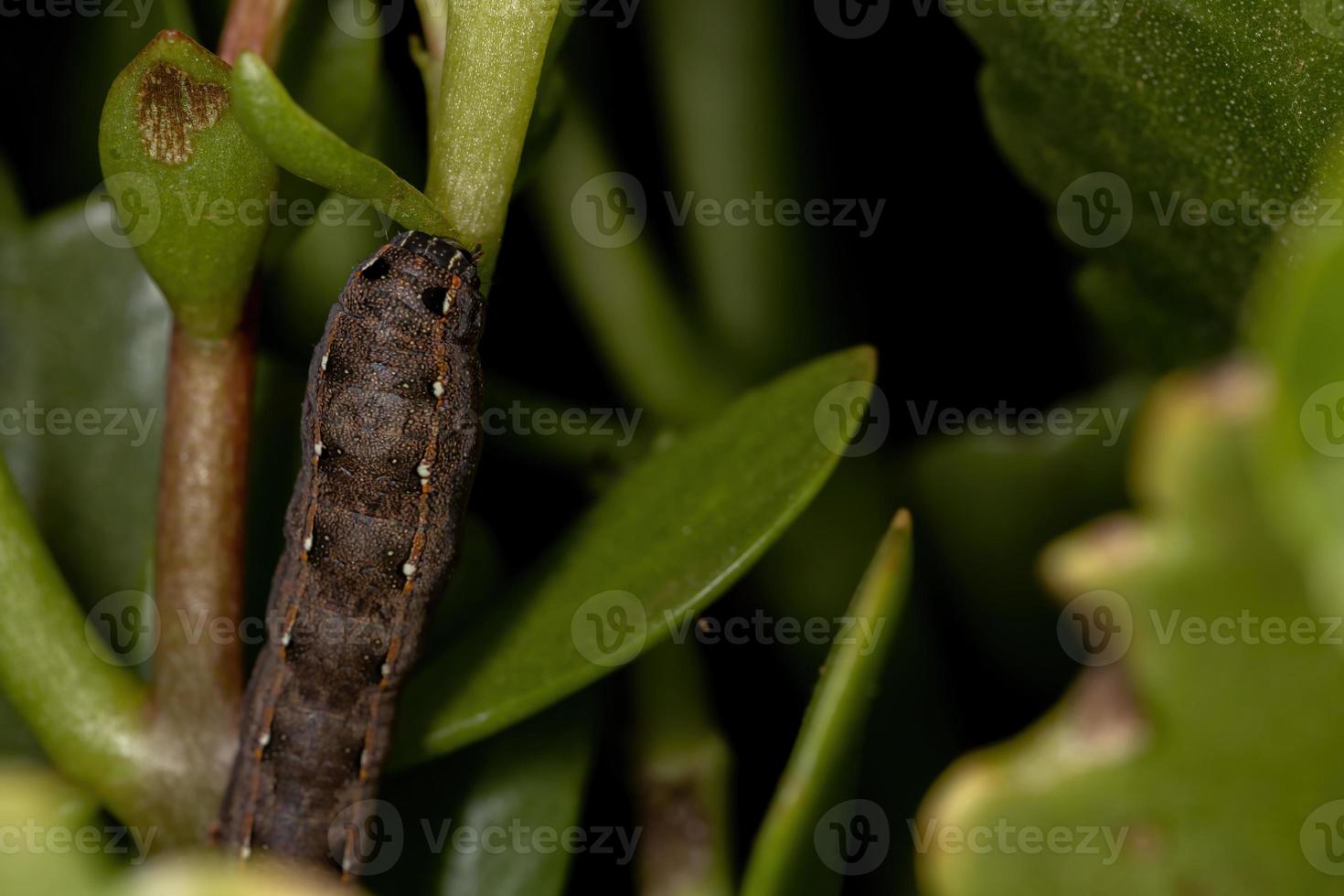 larv som äter växten flammande katy foto