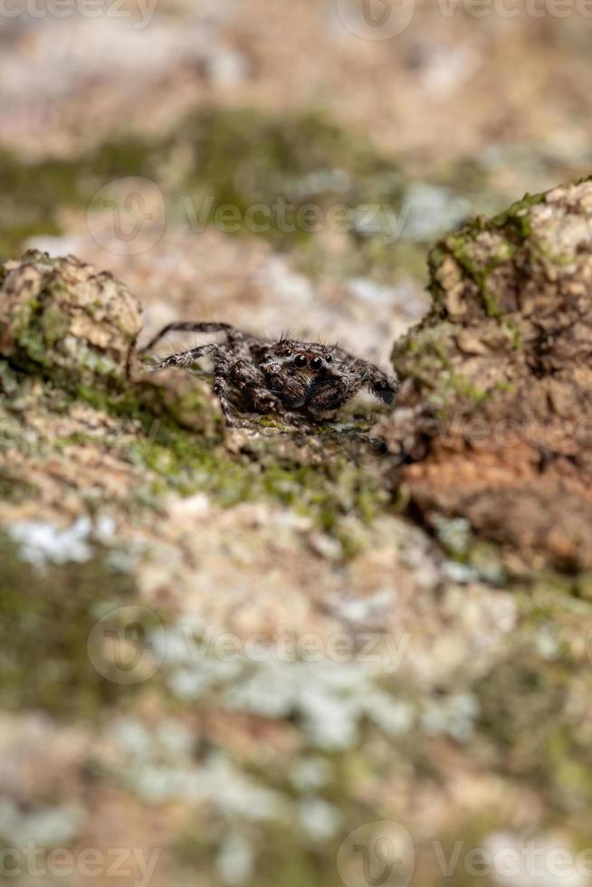 hoppande spindel på en trädstam foto