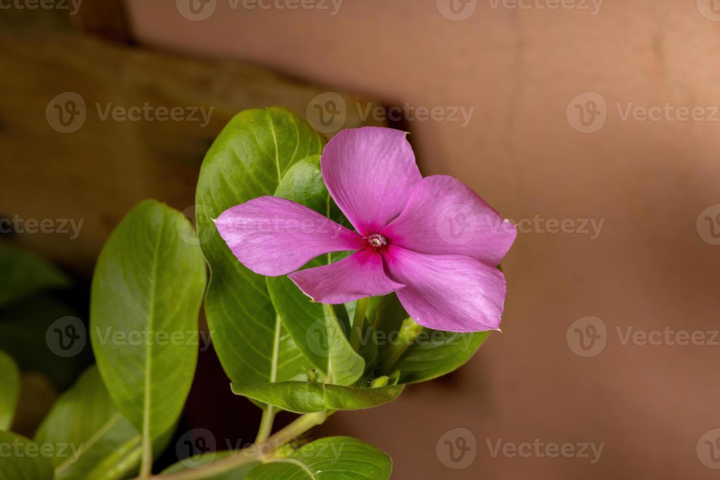 madagaskar periwinkle växt foto