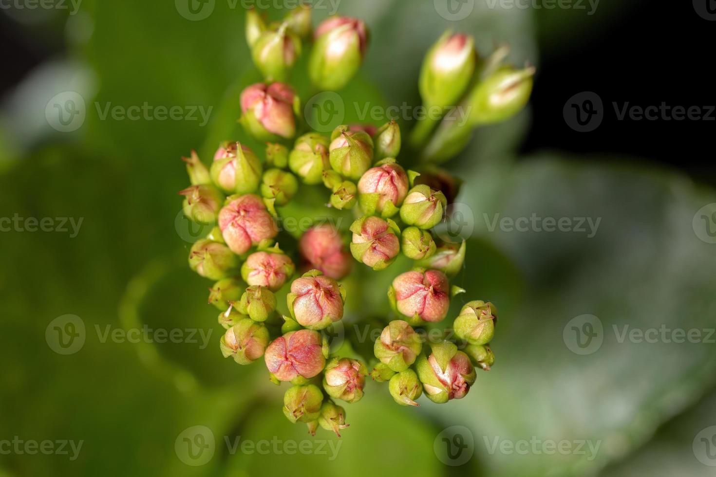 flammande katy röd blomma foto