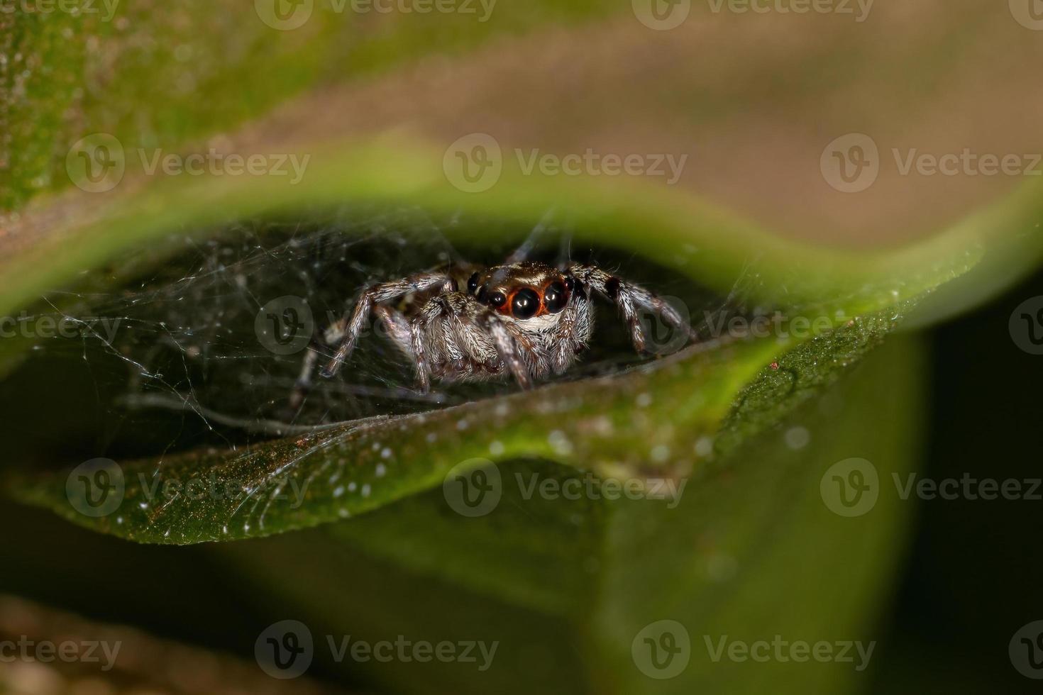 liten hoppande spindel foto