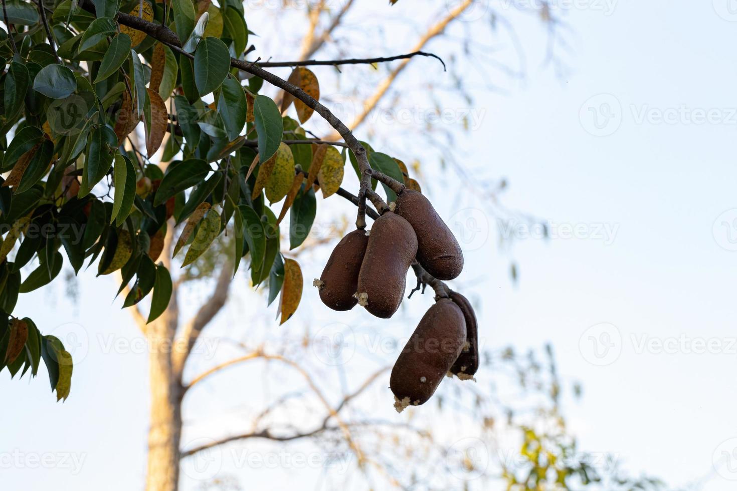 stinkande tå träd med frukter foto