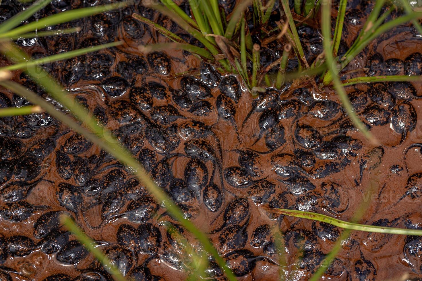 små tadpoles av cururu padda foto