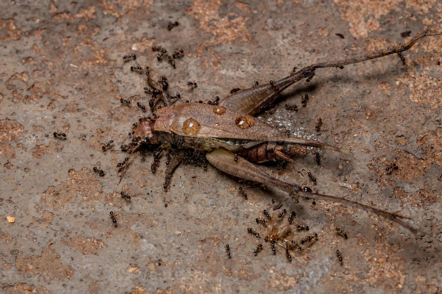 afrikansk storhuvad myra som jägar på en riktig cricket foto
