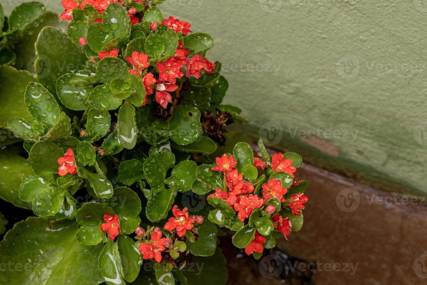 flammande katröd blomma med regndroppar foto