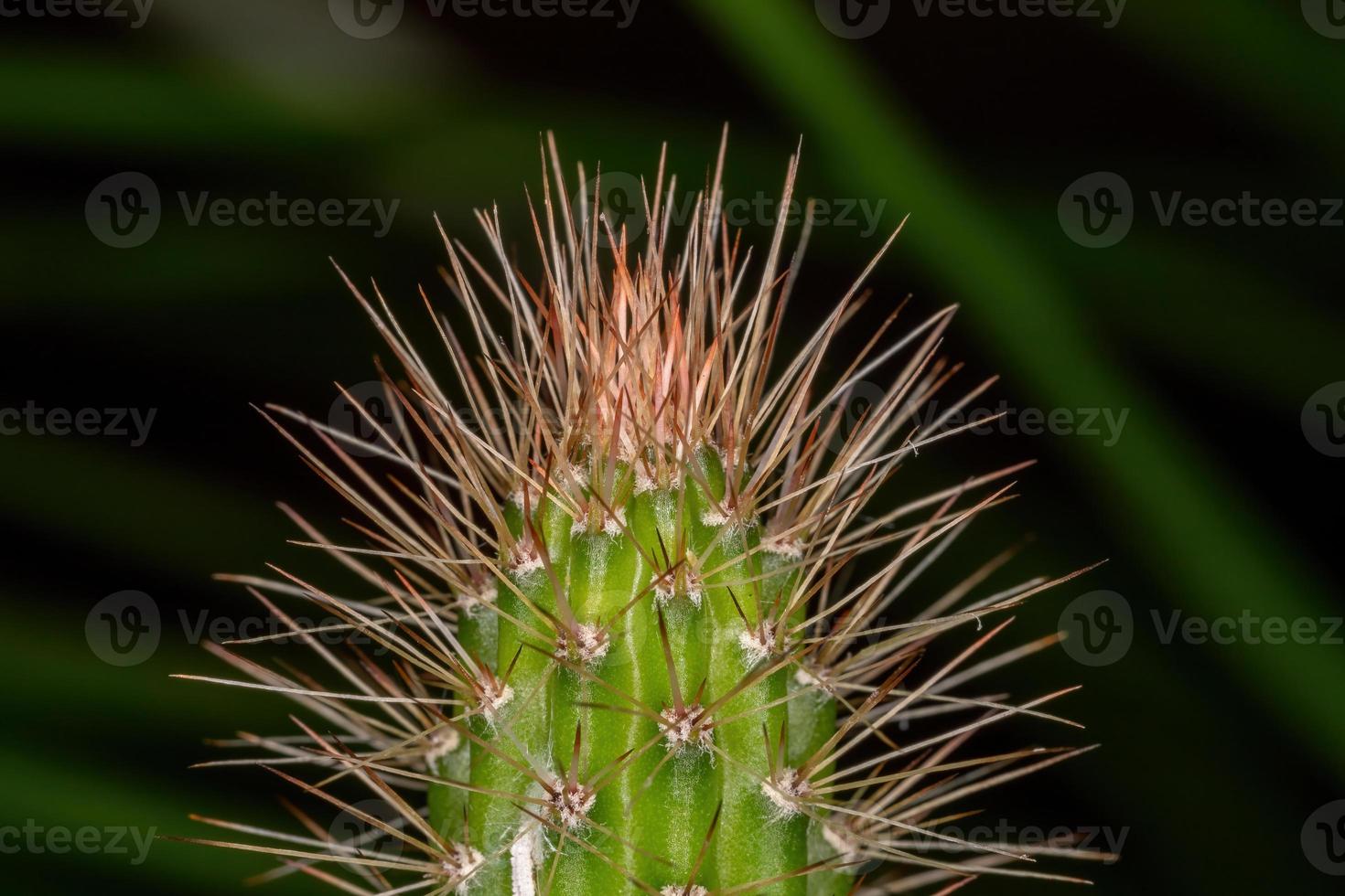 kaktus med ryggar foto