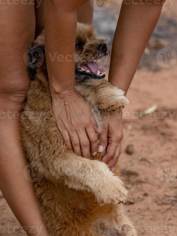 hushund på en gård foto