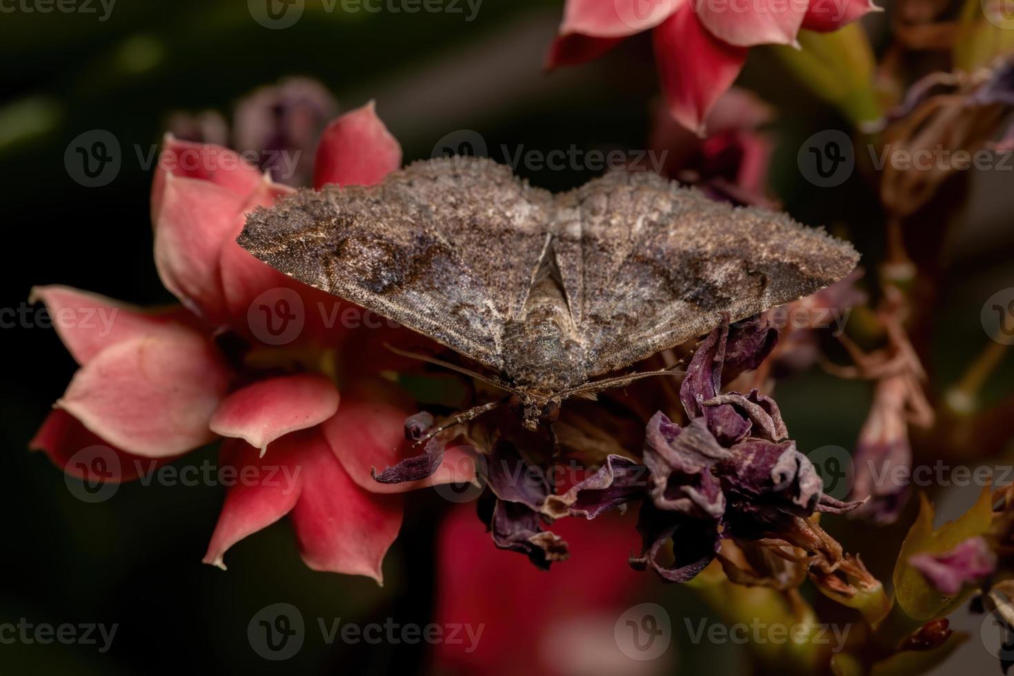 vuxen underwing mal i en växt foto