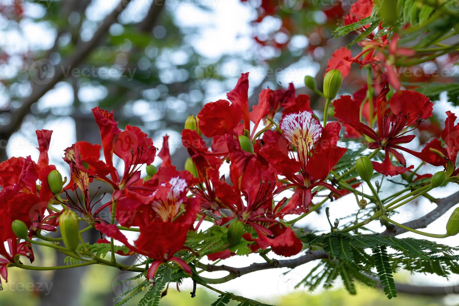 röd blomma av trädet flamboyant foto