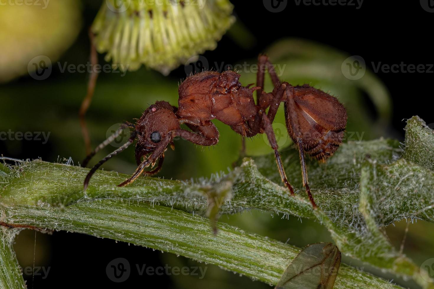 vuxen kvinnlig acromyrmex lövskärardrottning myra foto