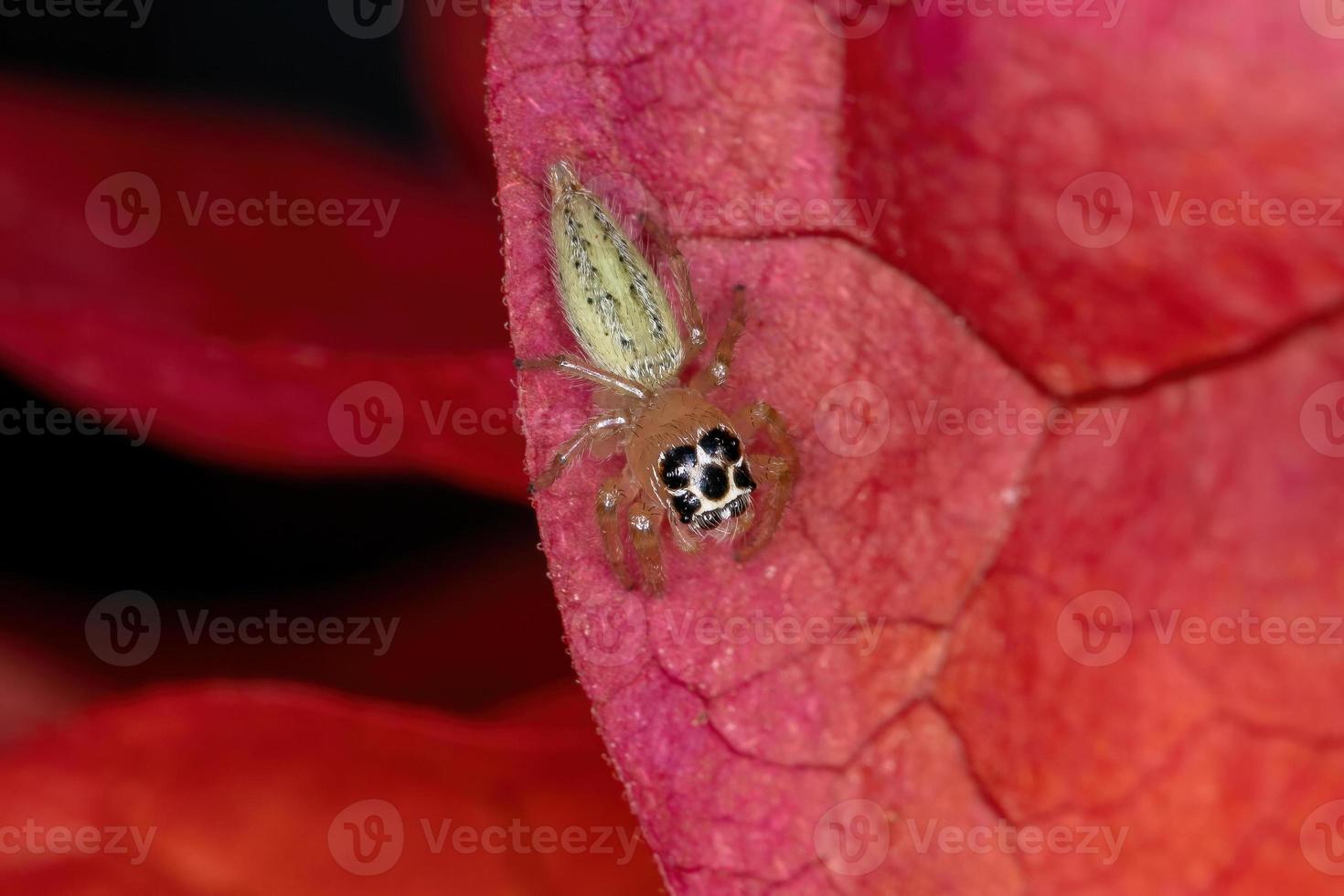 liten hoppande spindel foto