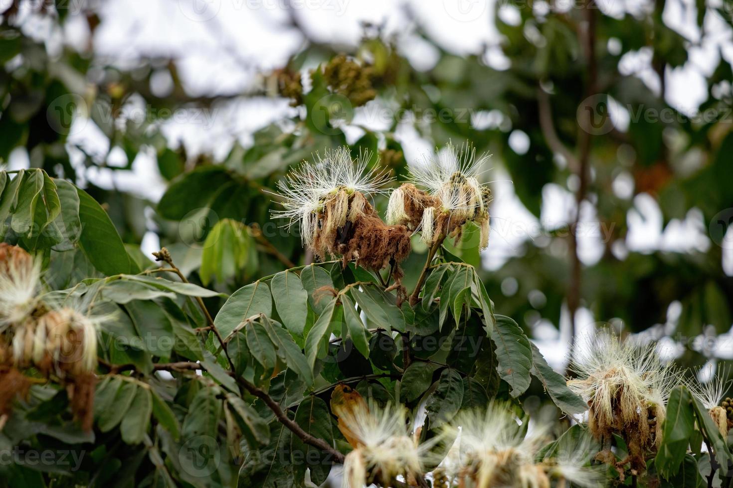 sacky sac bean tree foto