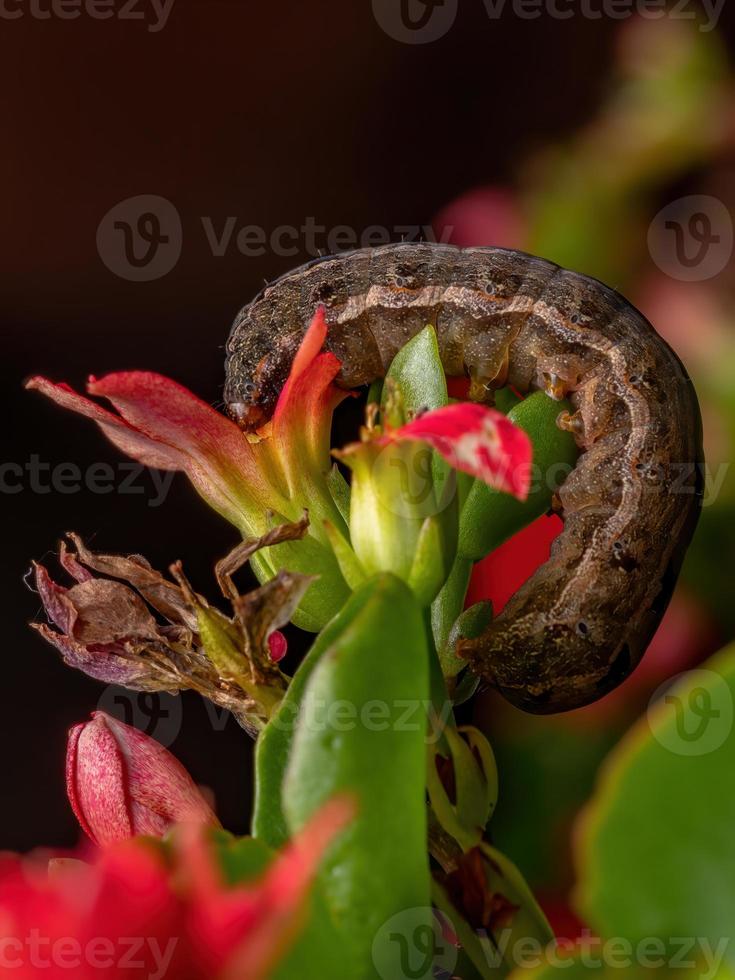 larv som äter en röd blomma foto