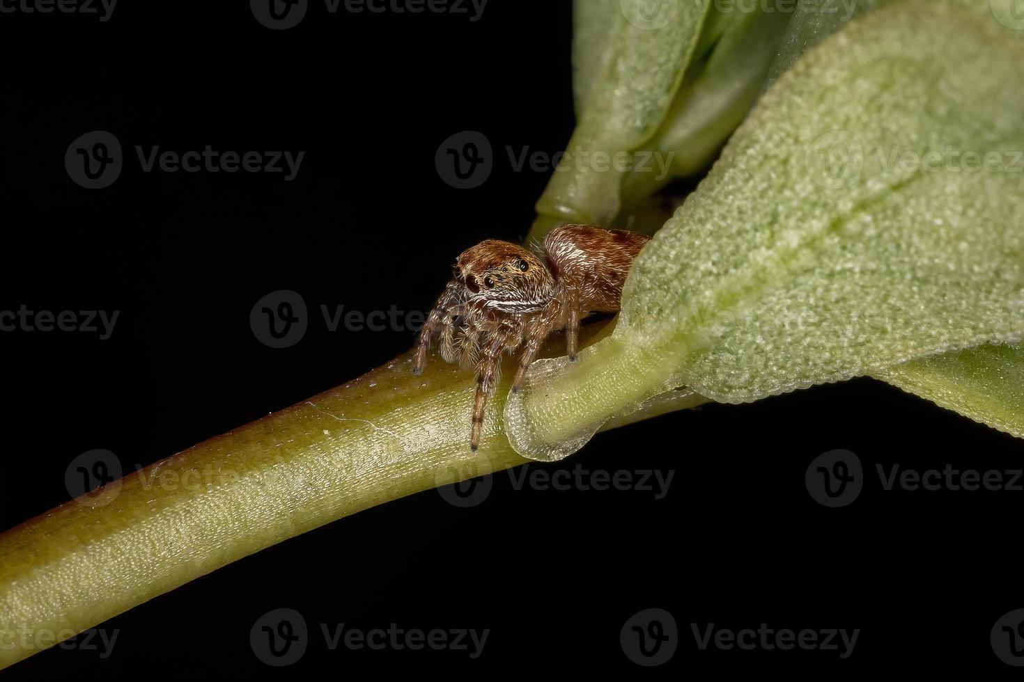 liten orange hoppspindel foto