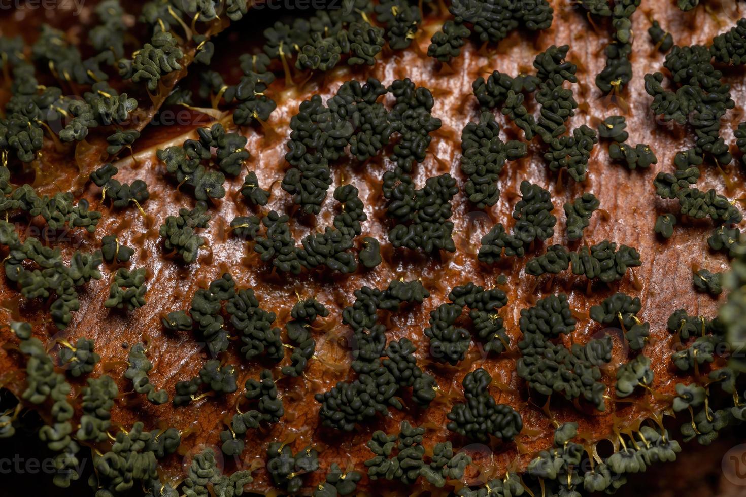 sporangia av de många huvudet slem utspridda på torra löv på marken foto