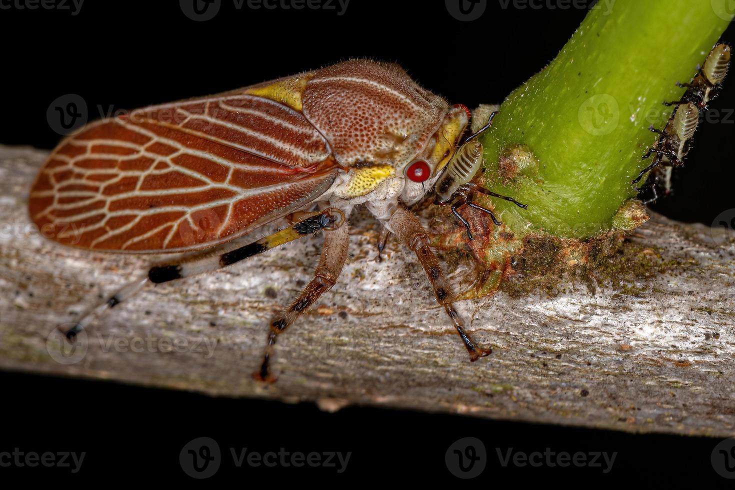 vuxen aetalionid trädhoppare foto