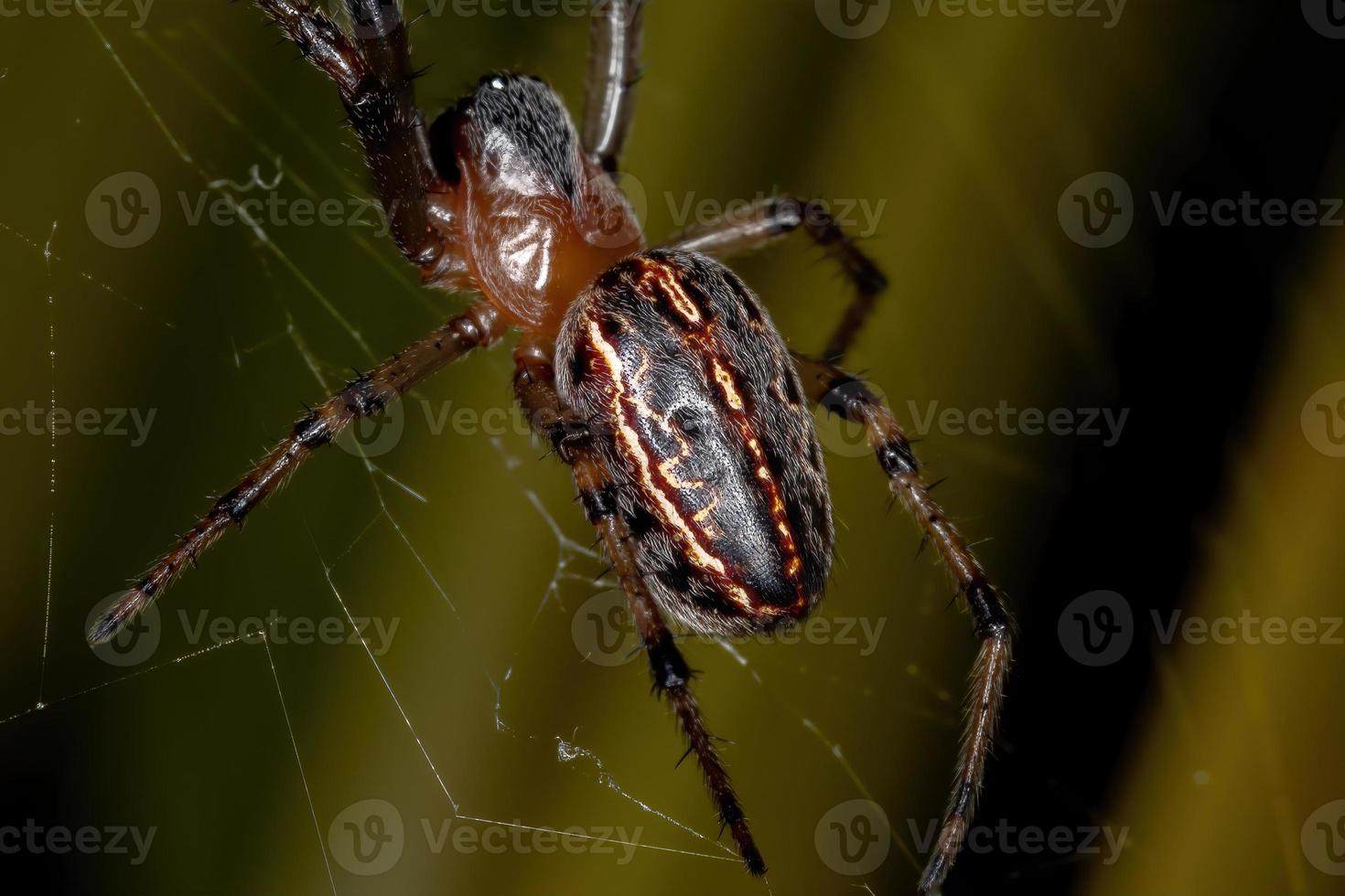 brasiliansk klassisk orbweaver foto