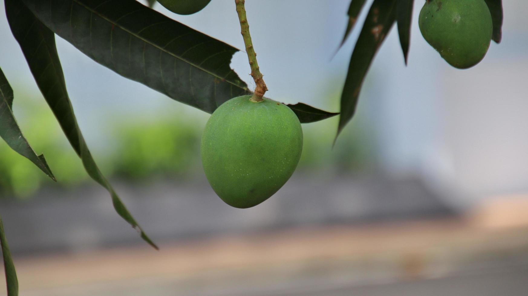 närbild av mangofrukt på ett mangoträd. gäng mango med oskärpa bakgrund. ung mango. foto