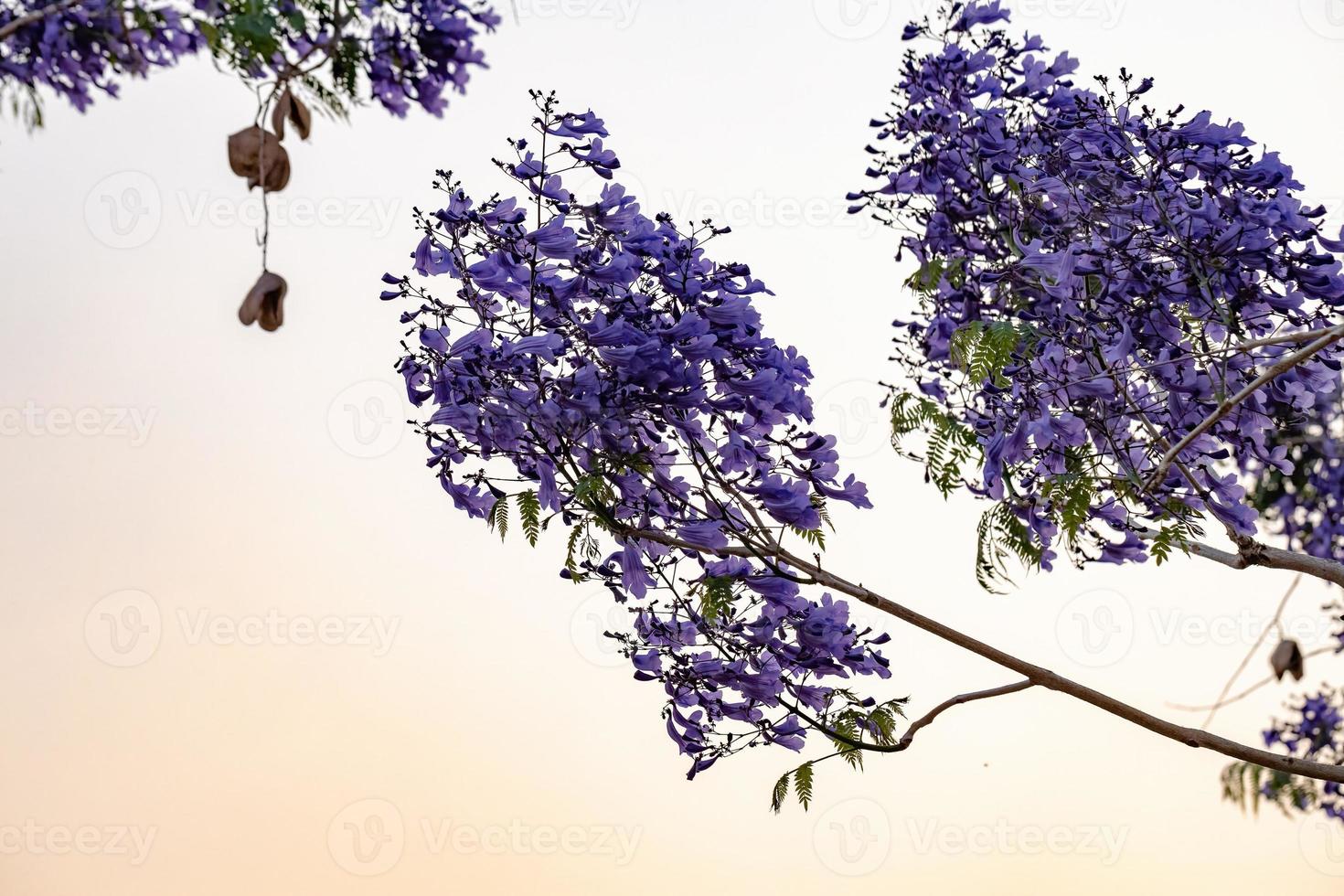 blå jacaranda träd foto