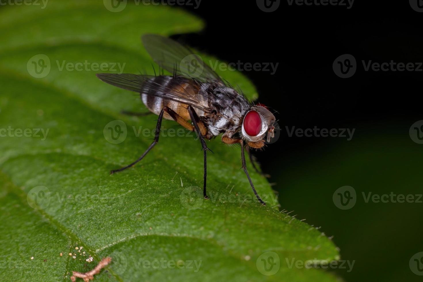 vuxen borstfluga foto