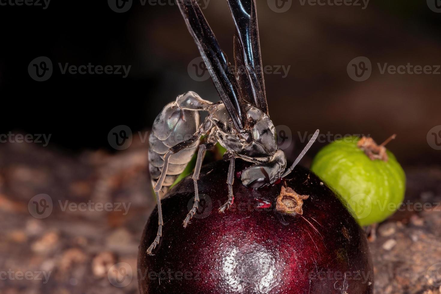 vuxen krigare geting foto