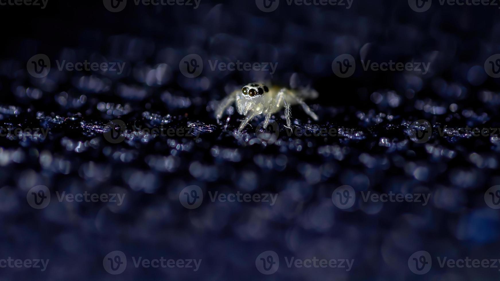 liten hoppande spindel foto