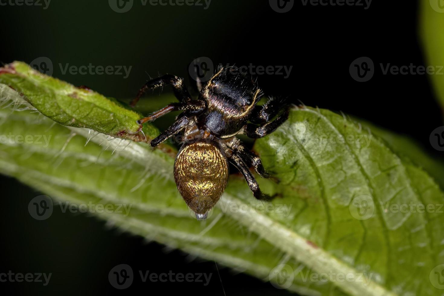 liten hoppande spindel foto