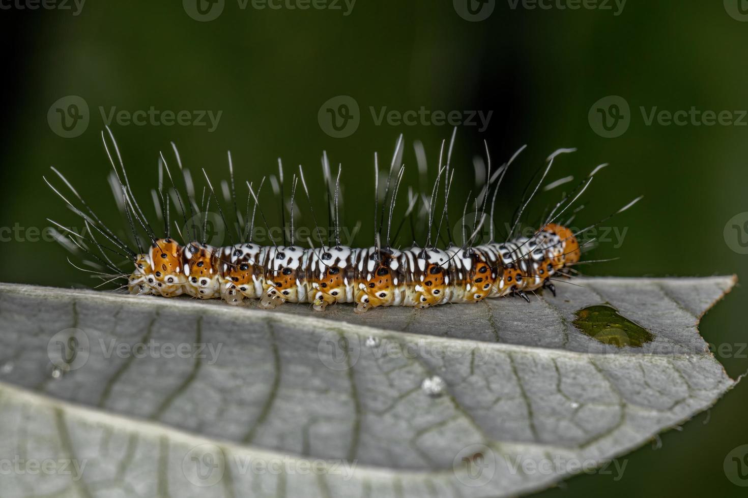 vit och orange skärmaskmal larv foto