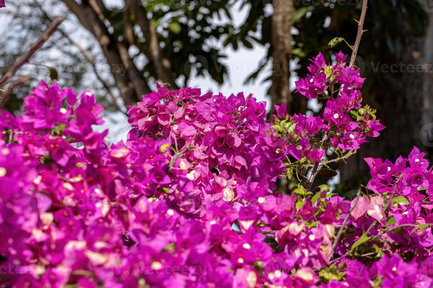 prydnadsväxter blommor foto