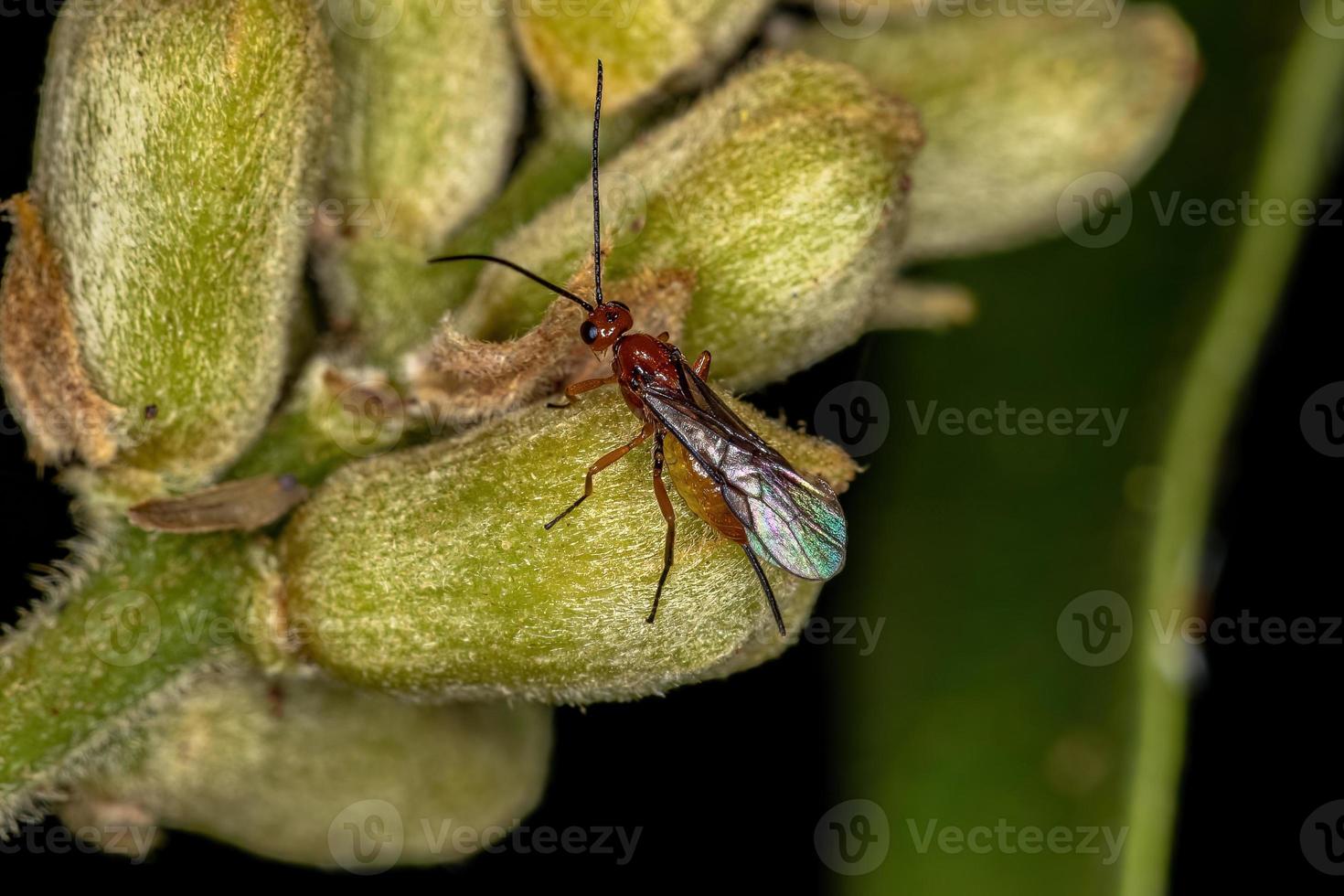 vuxen braconid geting foto