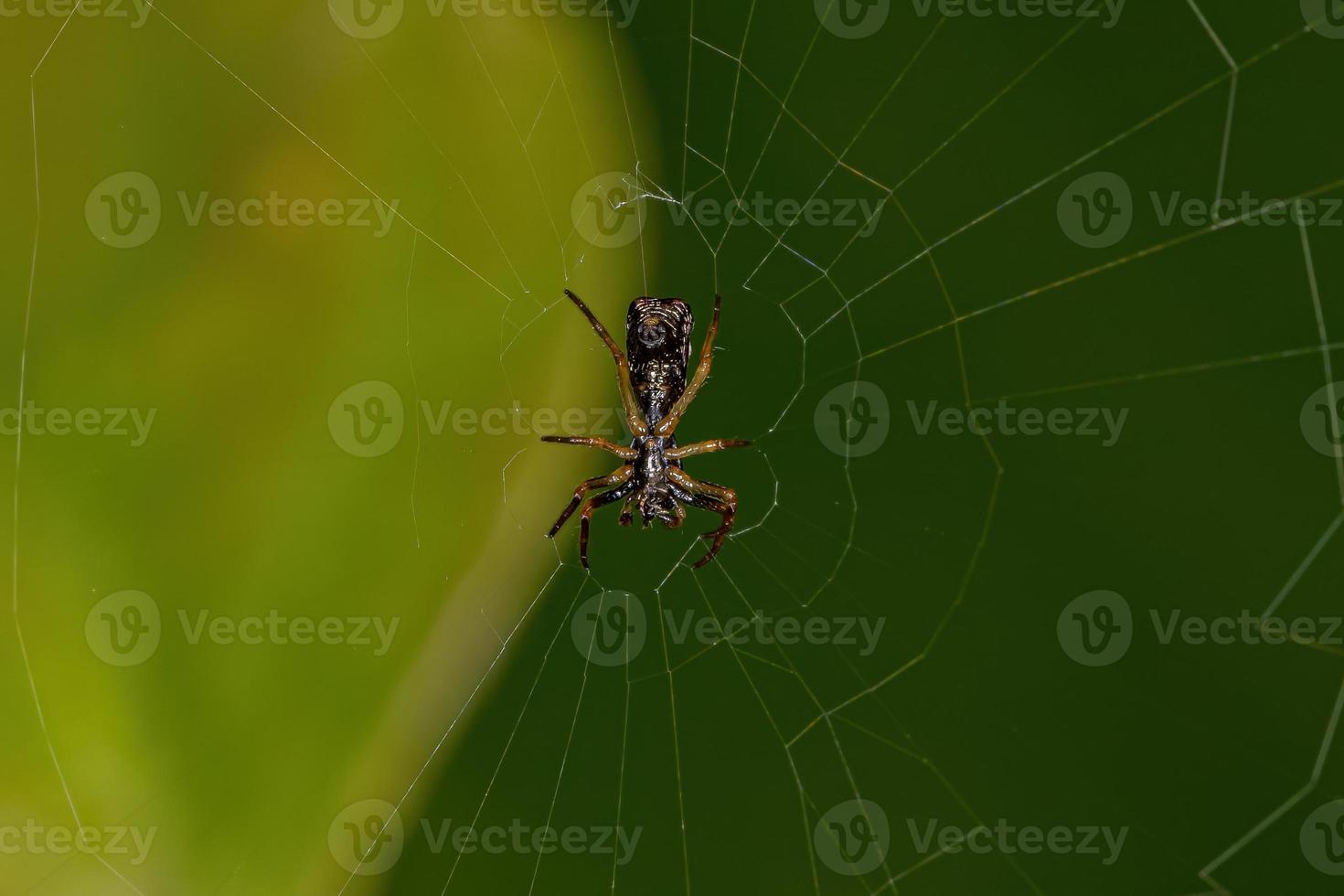 liten orbweaver spindel foto