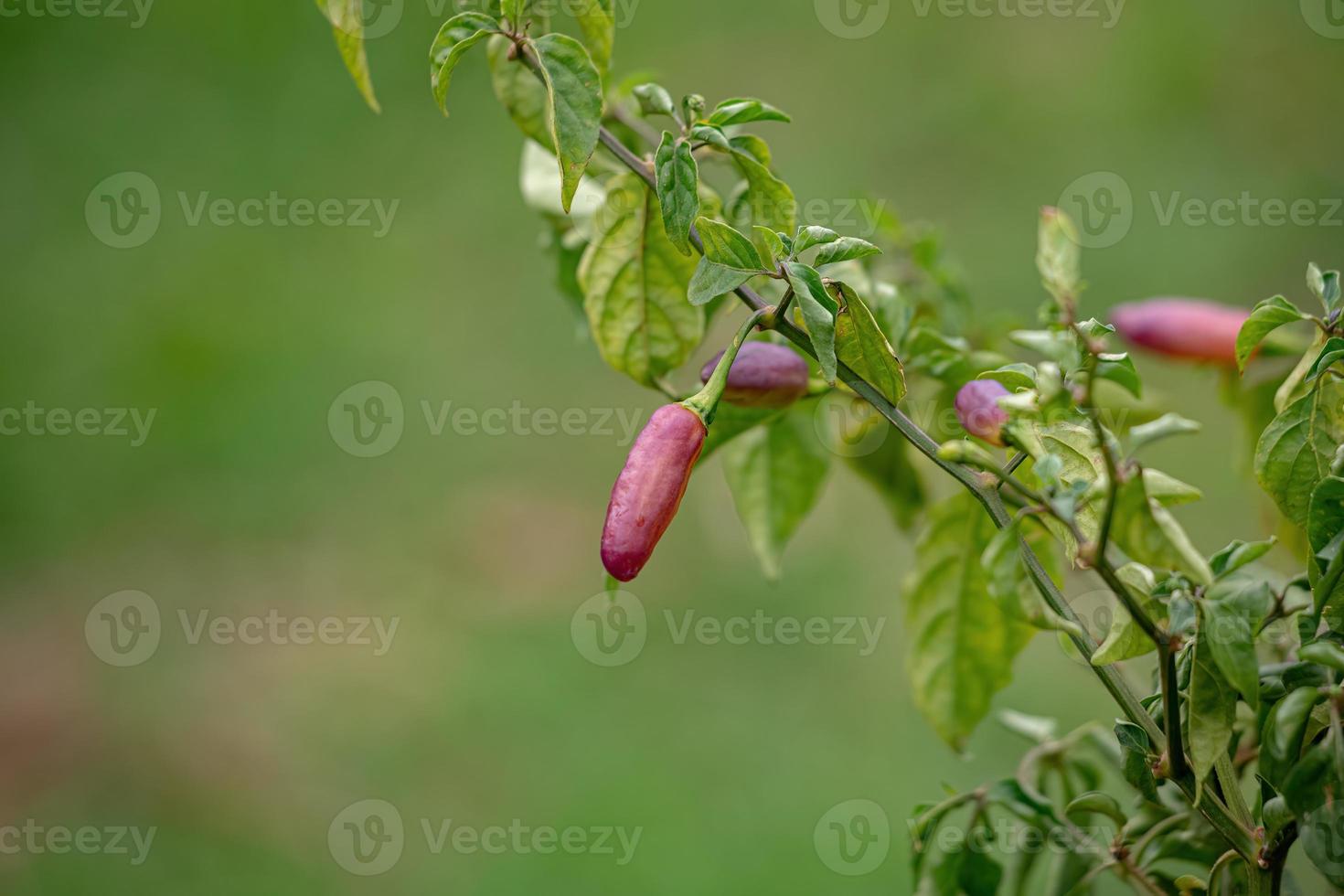 pepparväxter med frukt foto