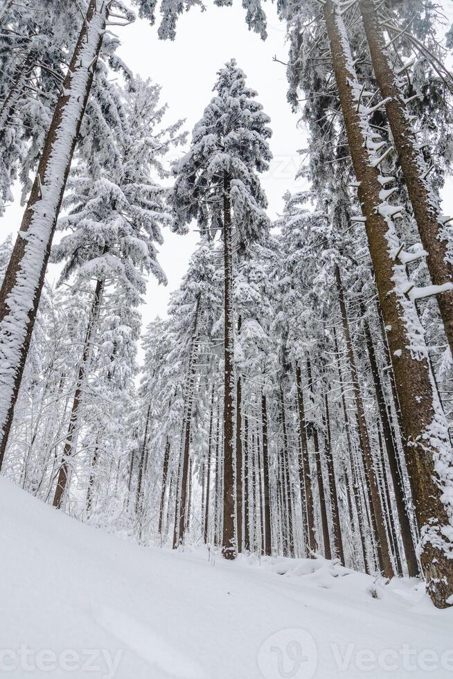 vinter- natur i beskydy bergen i de öst av de tjeck republik. gran skog under en omslag av vit snö och dimma i de morgon. vinter- fe- berättelse. januari foto