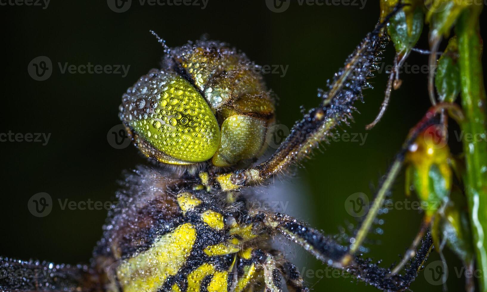 mycket detaljerad makro Foto av en trollslända. makro skott, som visar detaljer av de trollslända ögon och vingar. skön trollslända i naturlig livsmiljö