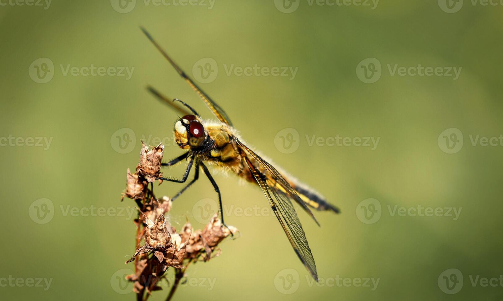 mycket detaljerad makro Foto av en trollslända. makro skott, som visar detaljer av de trollslända ögon och vingar. skön trollslända i naturlig livsmiljö